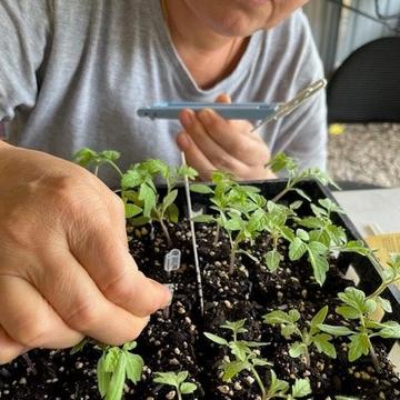 a person grafting heirloom tomatoes