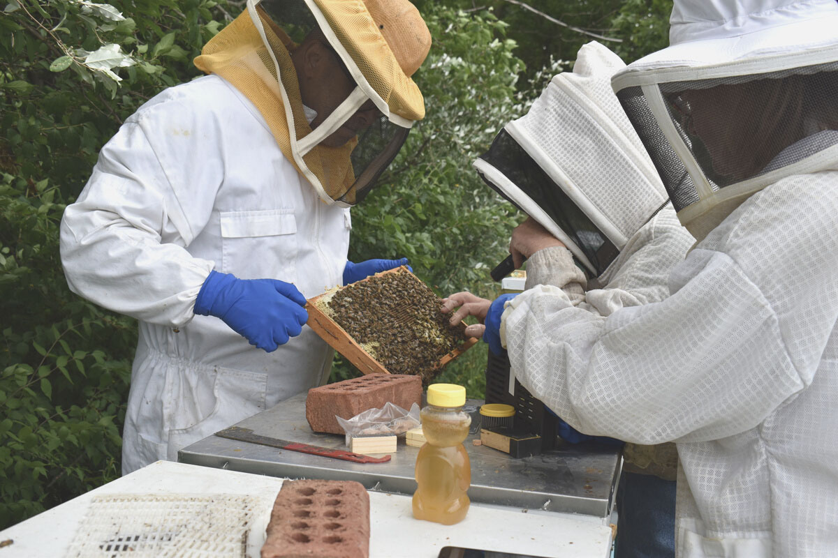Beekeepers in protective suits work to capture drone bees in advance of insemination.