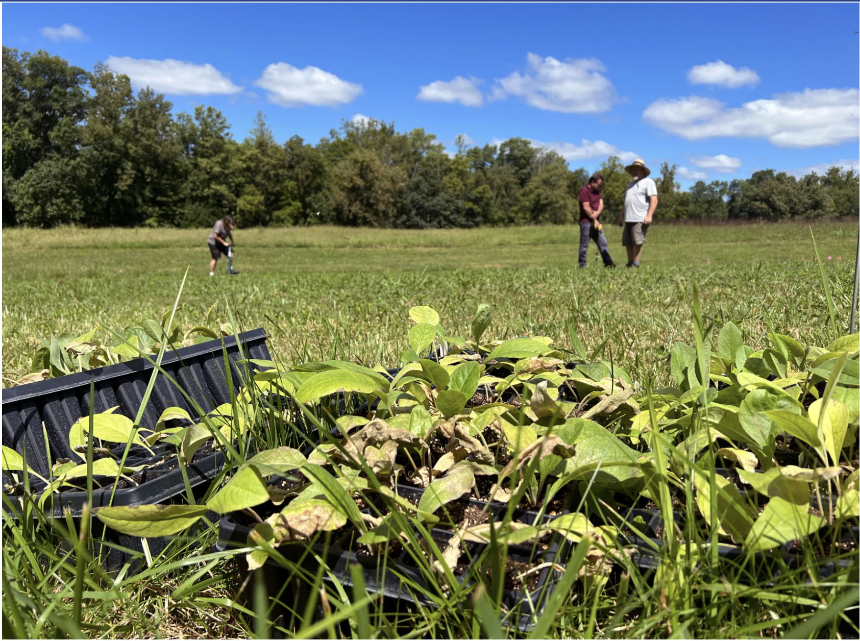 A small team planting silflower seedlings on a quarter-acre plot at a farm in Greene County. Alejandro Figueroa / WYSO