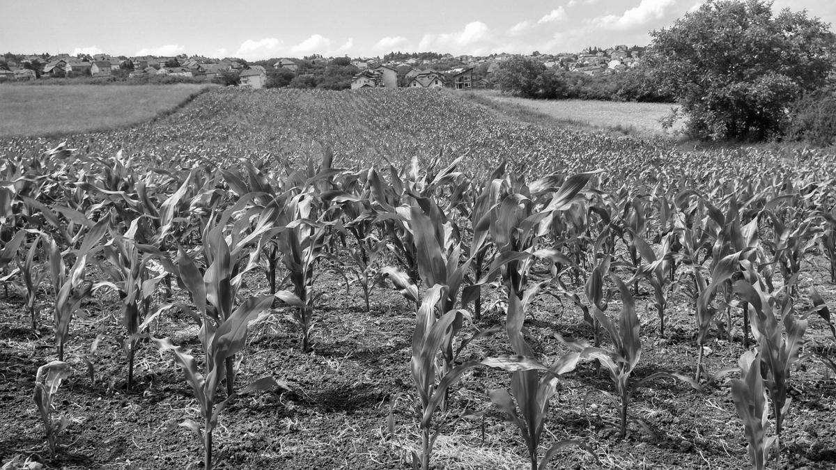 Crops grow at a farm with a clear blue sky in the background