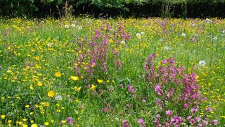 meadow plants