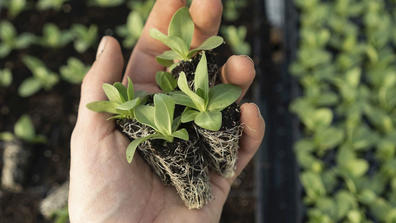 photo of hand holding a crop in the field