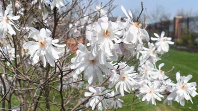 White flowers with yellow centers in the Seed-to-Bloom Botanical and Community Garden at Central State University