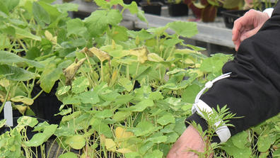 Plants are tended to in a CSU Greenhouse