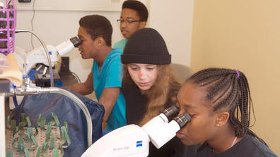 Participants engage in honeybee research activities.