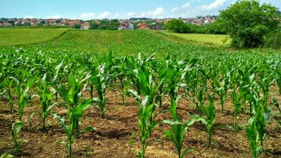 Crops grow at a farm with a clear blue sky in the background