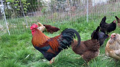 Chickens in the grass in an outdoor coop.