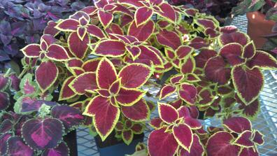 flowers in maroon and gold