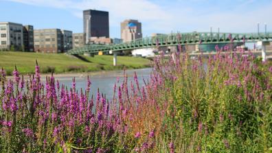 Dayton Ohio with flowers in the foreground