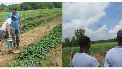 researchers work in and look over a sweet potato farm at Central State University