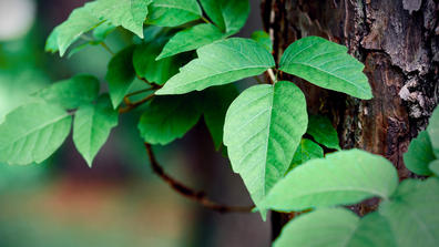 poison ivy on a tree trunk