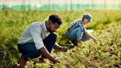 A young African American farmer works with plants to ensure environmental sustainability through climate smart practices