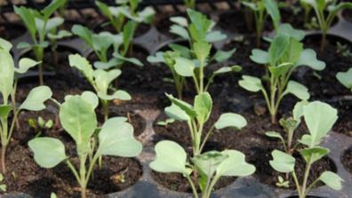 Seed Starting