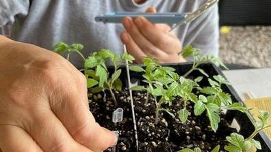 a person grafting heirloom tomatoes