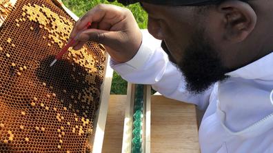 an african american man works with a honeycomb in a research setting at central state university