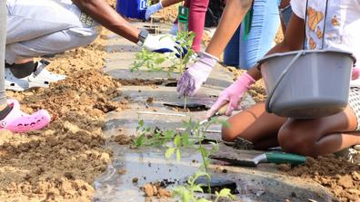 close up of students planting tomatoes during a central state university extension summer camp