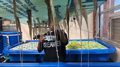 student researcher works on large roots hanging in a greenhouse