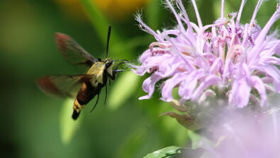 pollinator