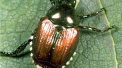 garden pest