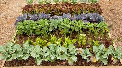 Fall Vegetable Garden