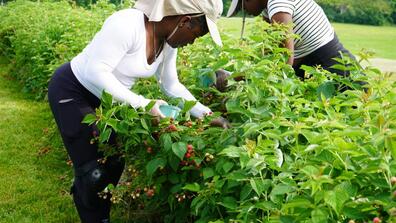 students harvest raspberries at central state university