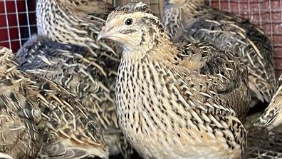 quail pics