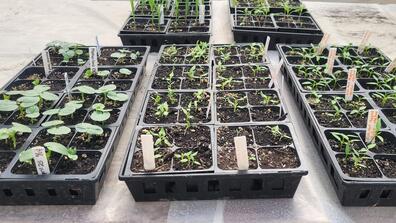 African Heritage Seed Starting