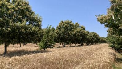 Urban Food Forest