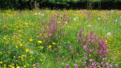 meadow plants