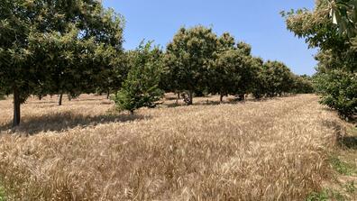 Agroforestry
