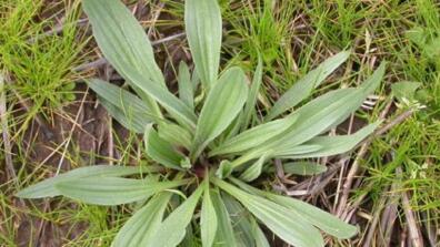 Garden weeds