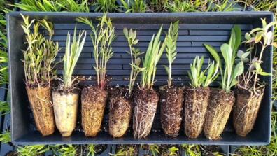 Native Seed Plugs; click to learn more about this event