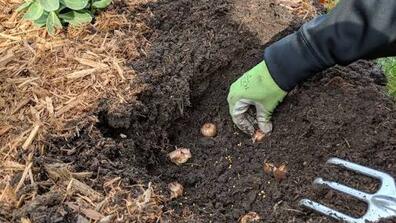 Bulb planting