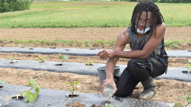 sweet potato planting