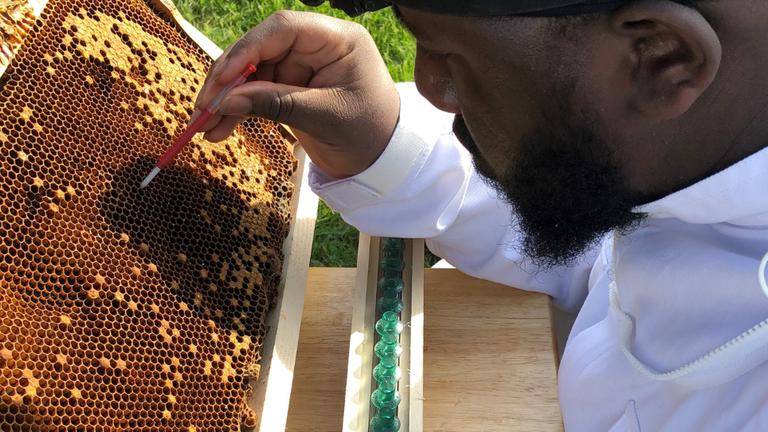 a Black student researcher works with honey bees on the Central State University campus