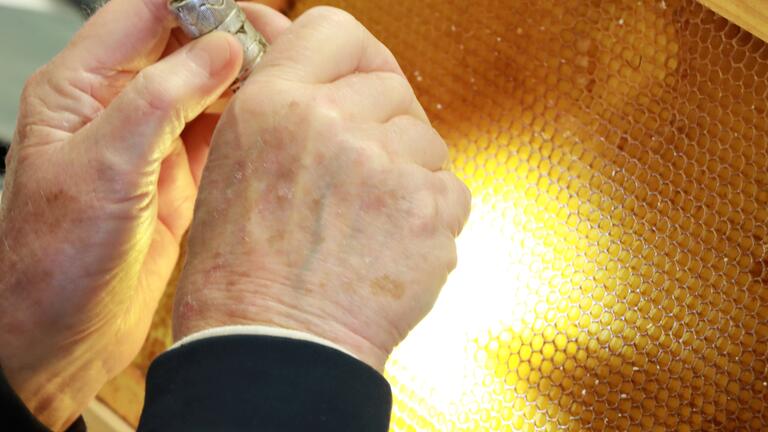 a pair of hands in bee grafting seminar