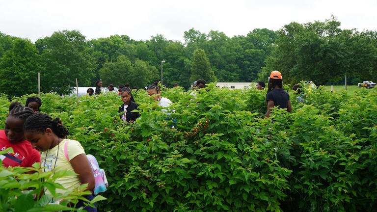 Raspberry picking
