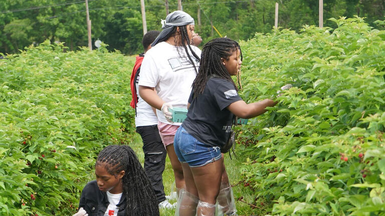Raspberry picking