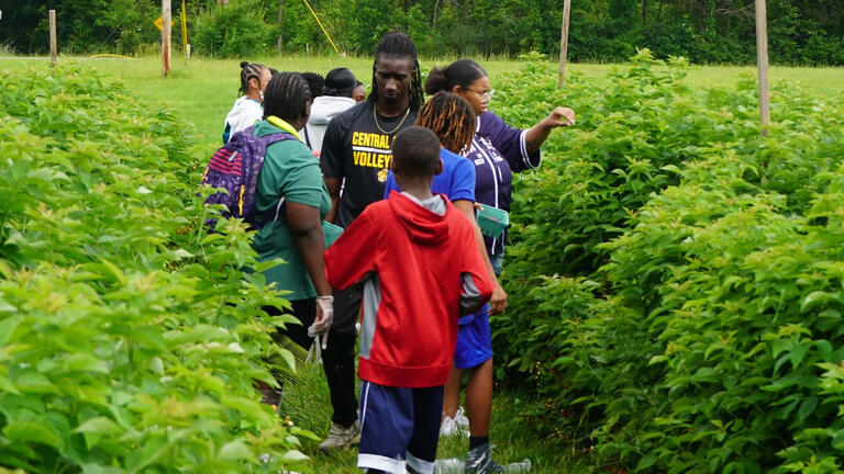 Raspberry picking