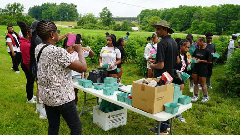 Raspberry picking
