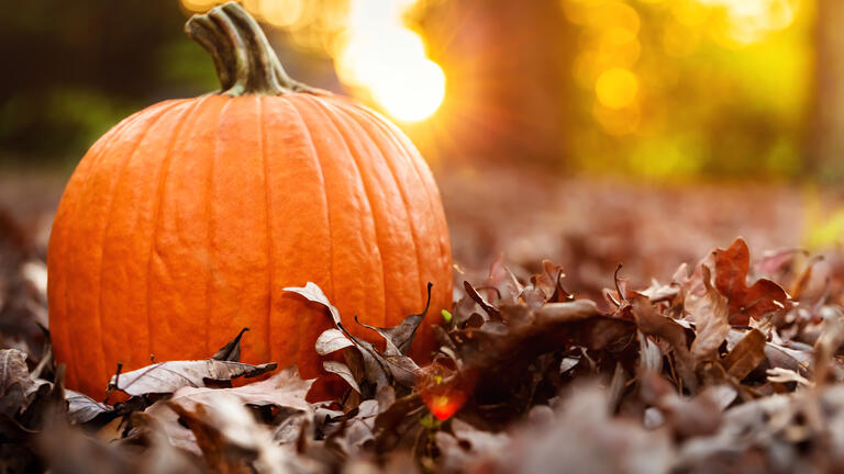 The Great Pumpkin Caper