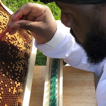 a Black student researcher works with honey bees on the Central State University campus