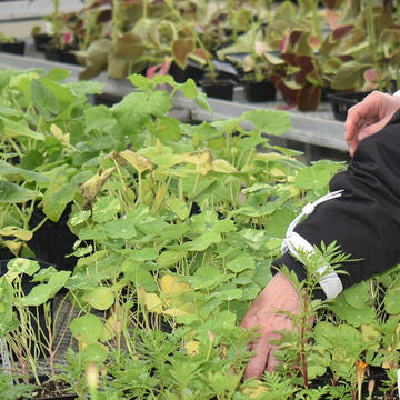 Plants are tended to in a CSU Greenhouse