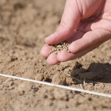 a hand holding seeds prepares to plant them in the ground