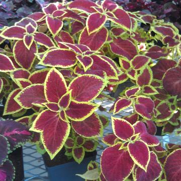 flowers in maroon and gold