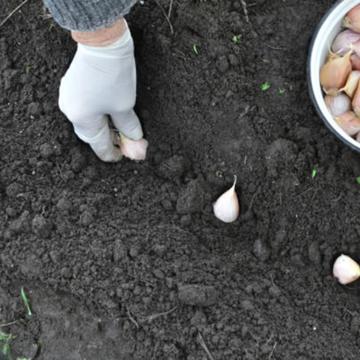 a person wearing a white glove plants garlic cloves