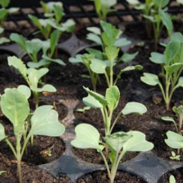 Seed Starting