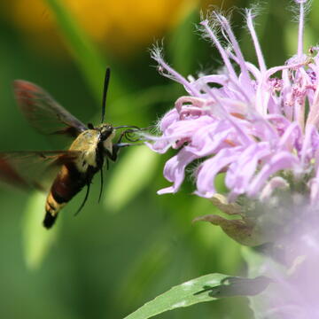 pollinator