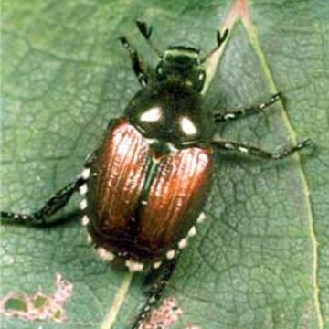 garden pest