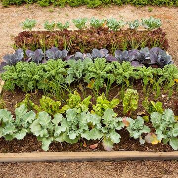 Fall Vegetable Garden